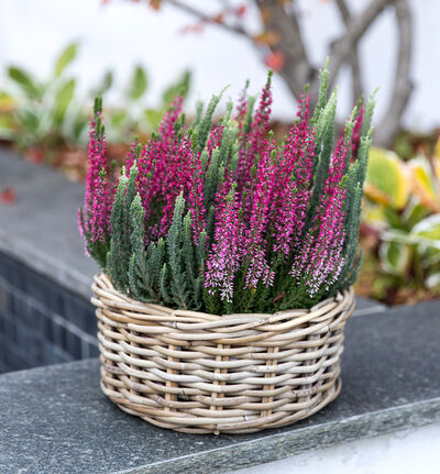 Calluna Mintberry i skål Calluna Mintberry i skål